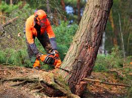 Best Tree Disease Treatment  in Warr Acres, OK