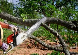 Best Tree and Shrub Care  in Warr Acres, OK