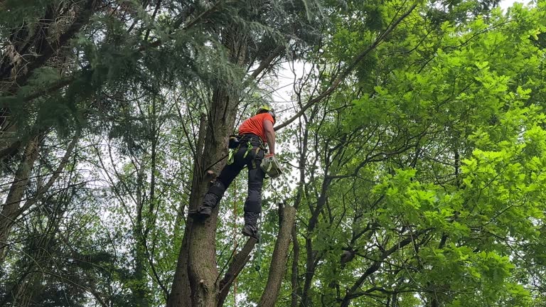 Best Tree Risk Assessment  in Warr Acres, OK