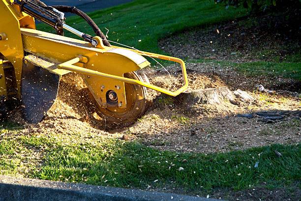 Best Hedge Trimming  in Warr Acres, OK